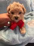 Maltipoo frispoo Bichpoo bichon Podróżnik