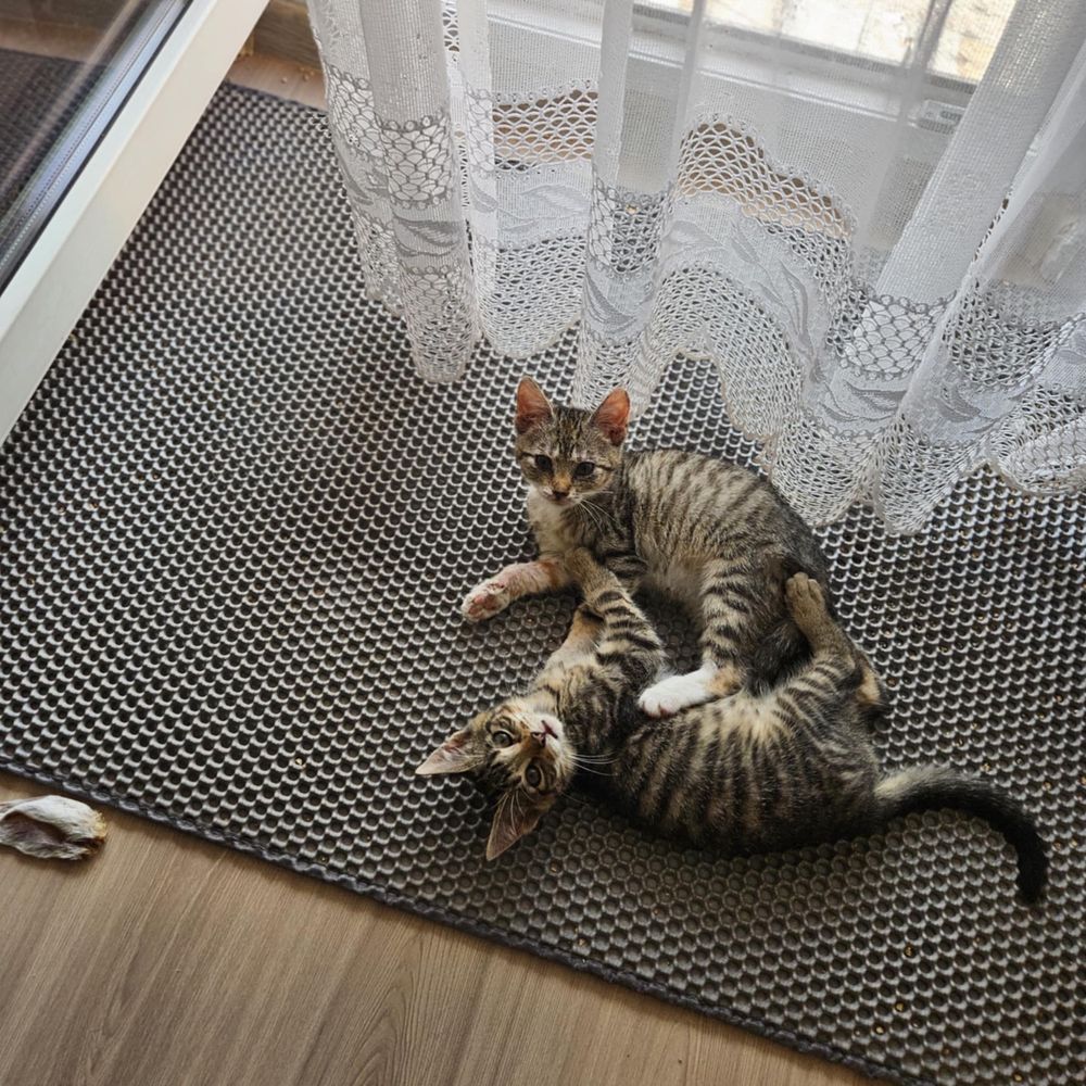 Mały słodziak do adopcji