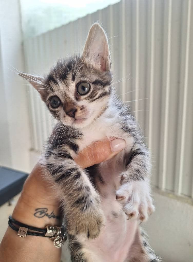 Molhinhos de gatinhos