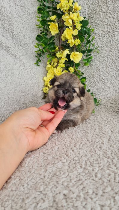 Excelente menina miniLulu da Pomerânia/ Spitz Alemão Anão de Qualidade