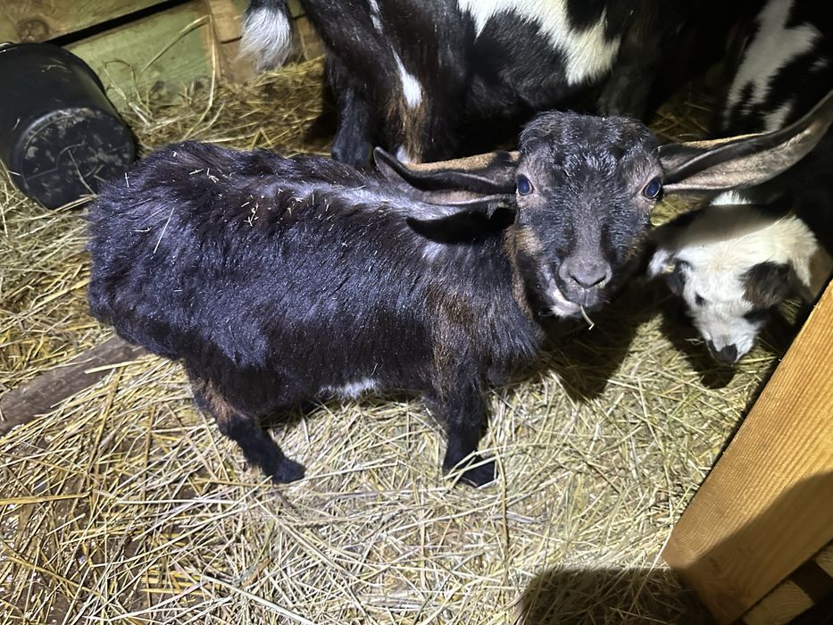 Sprzedam dwa mlode capaki