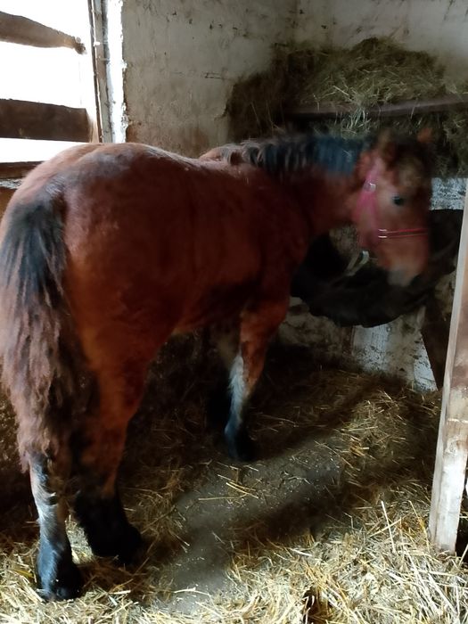 Ogierek zimnokrwiste