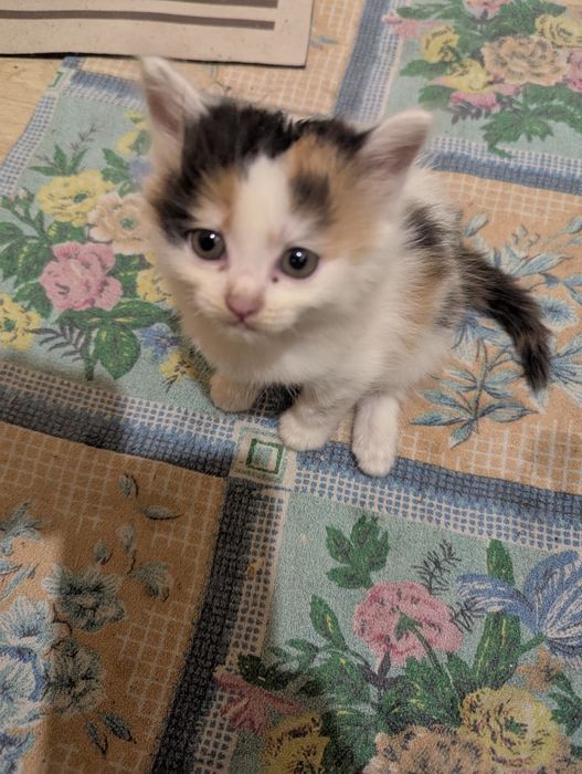 Віддам маленьких кошенят