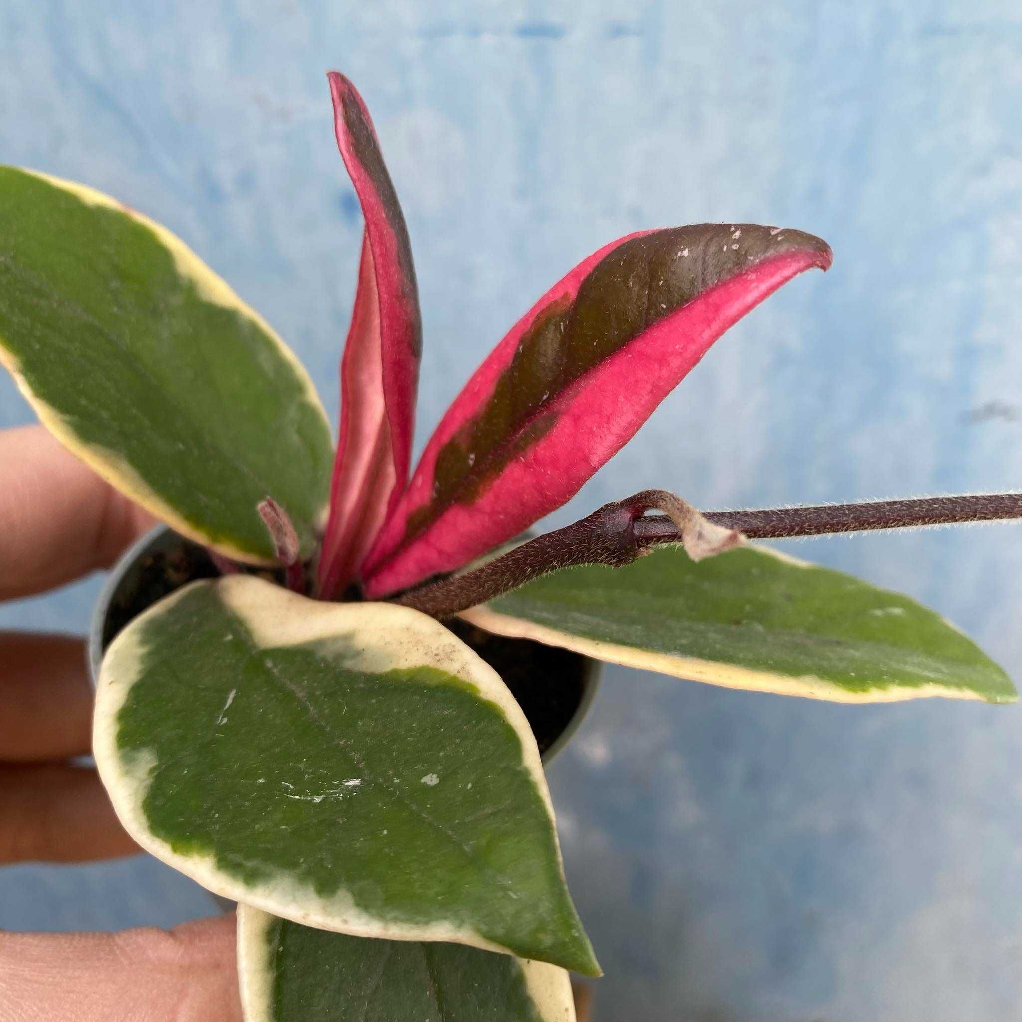 Hoja flamingo dream Hoya