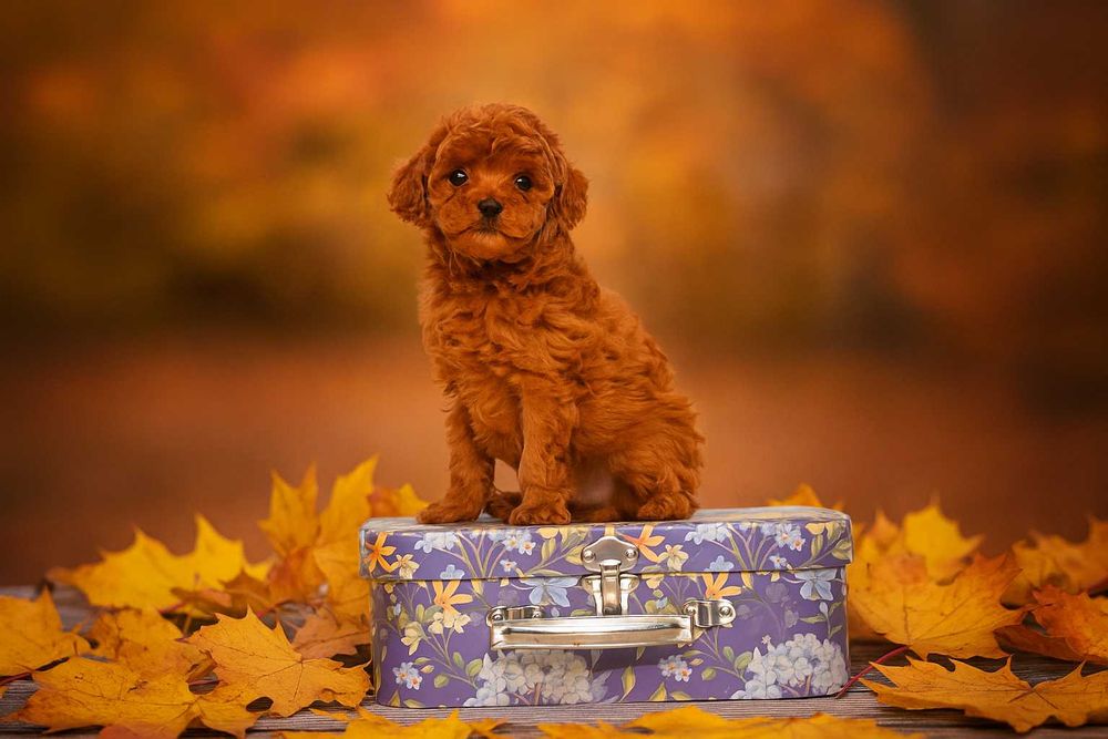 Той-пудель: редбраун хлопчик — енергія, ніжність і краса МІНІ