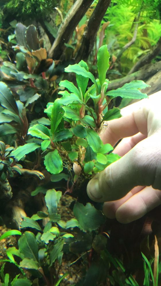 Bucephalandra sp. Golden Shark