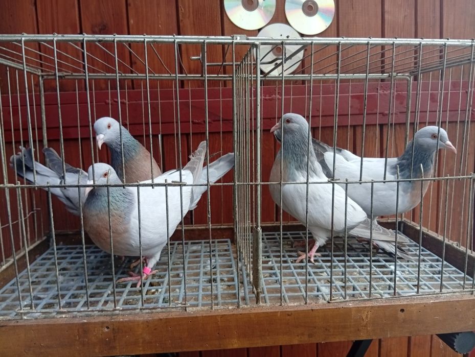 Skowronki Koburskie Skowronek gołębie ozdobne