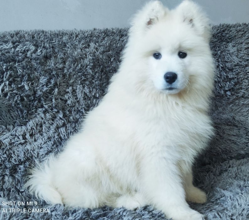 Samoyed wyjątkowy chlopiec