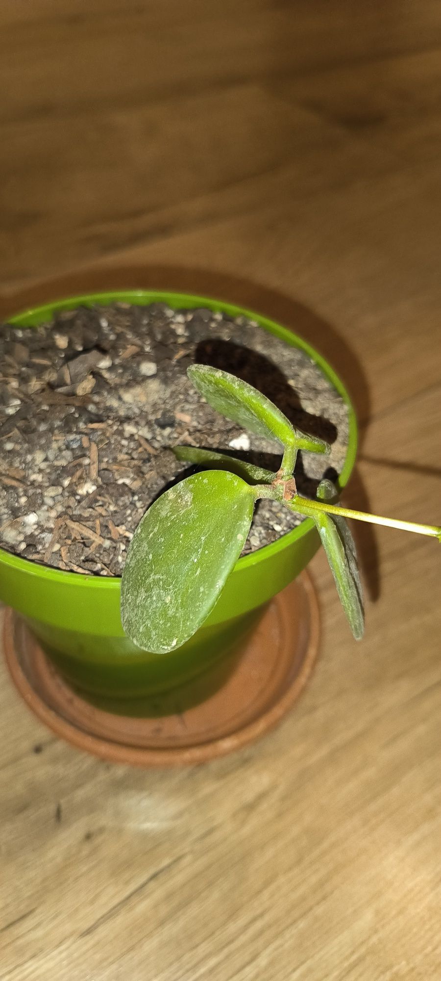 Peperomia pecuniifolia