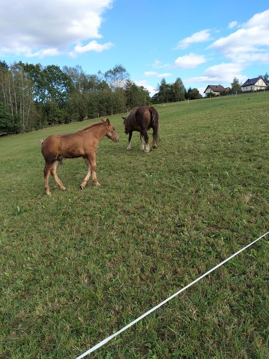Koń kobyła klacz sztumska