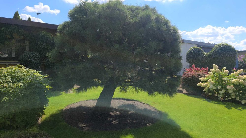 Działka ROD Złotowska 102 PROMOCJA!!!