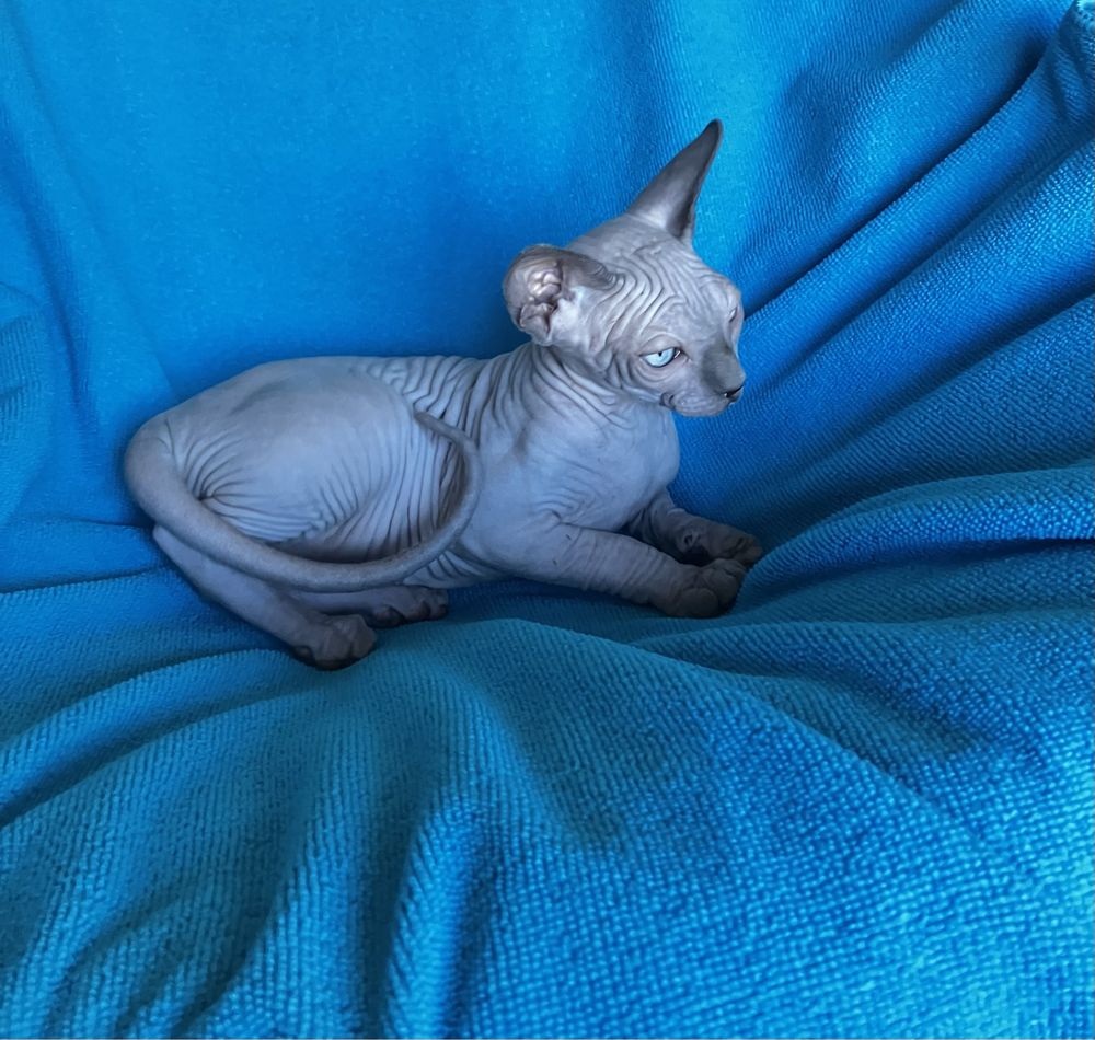 Sphynx canadiano