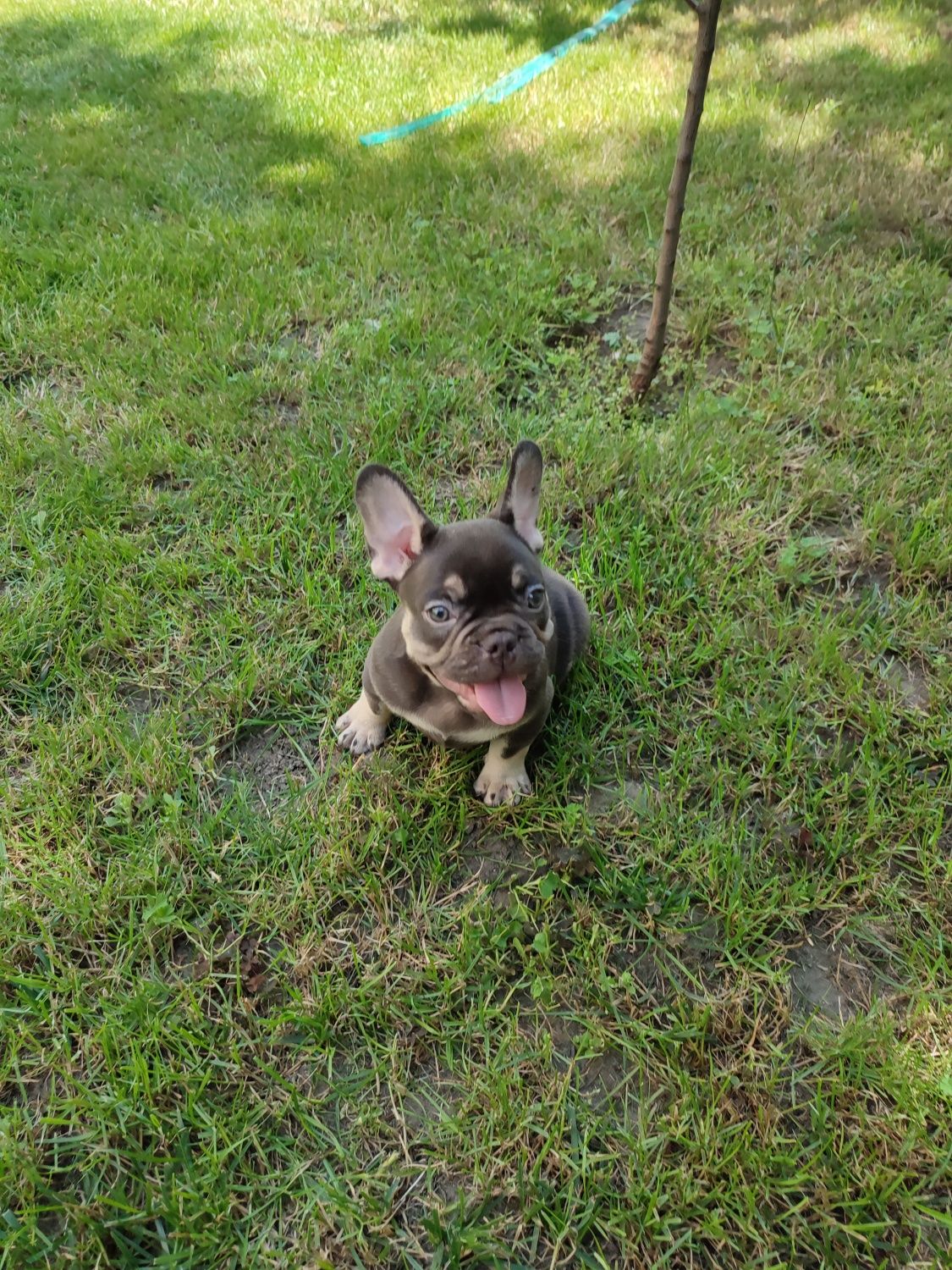 Buldog Francuski
