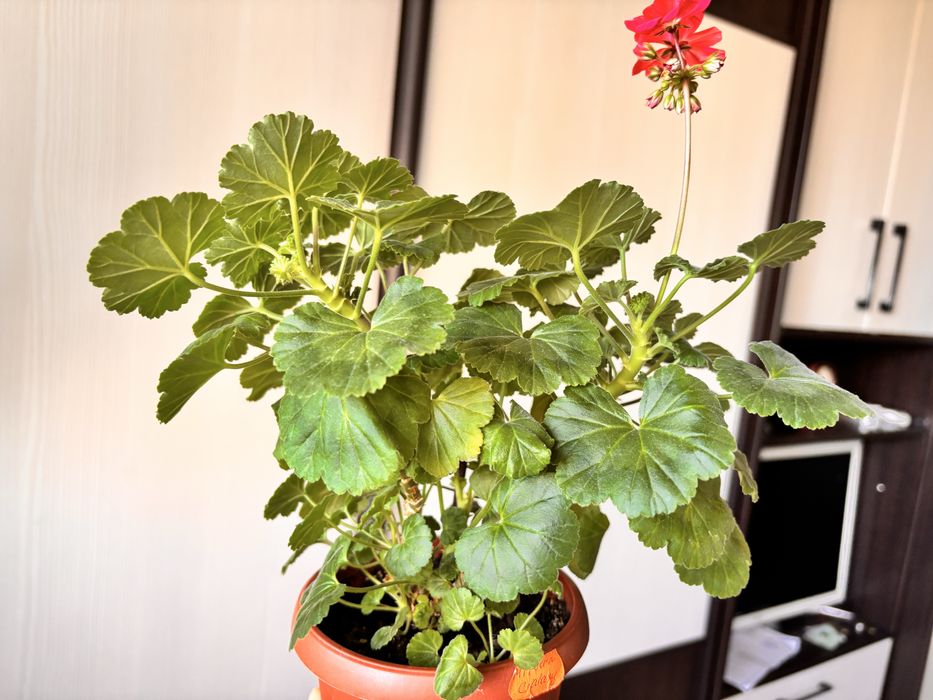 Пеларгонія мініатюрна Milbern Galaxy