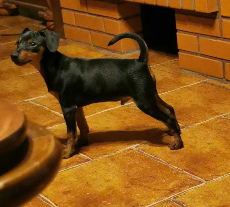 Pinczer miniaturowy szczenię rodowód ZKwP (FCI)