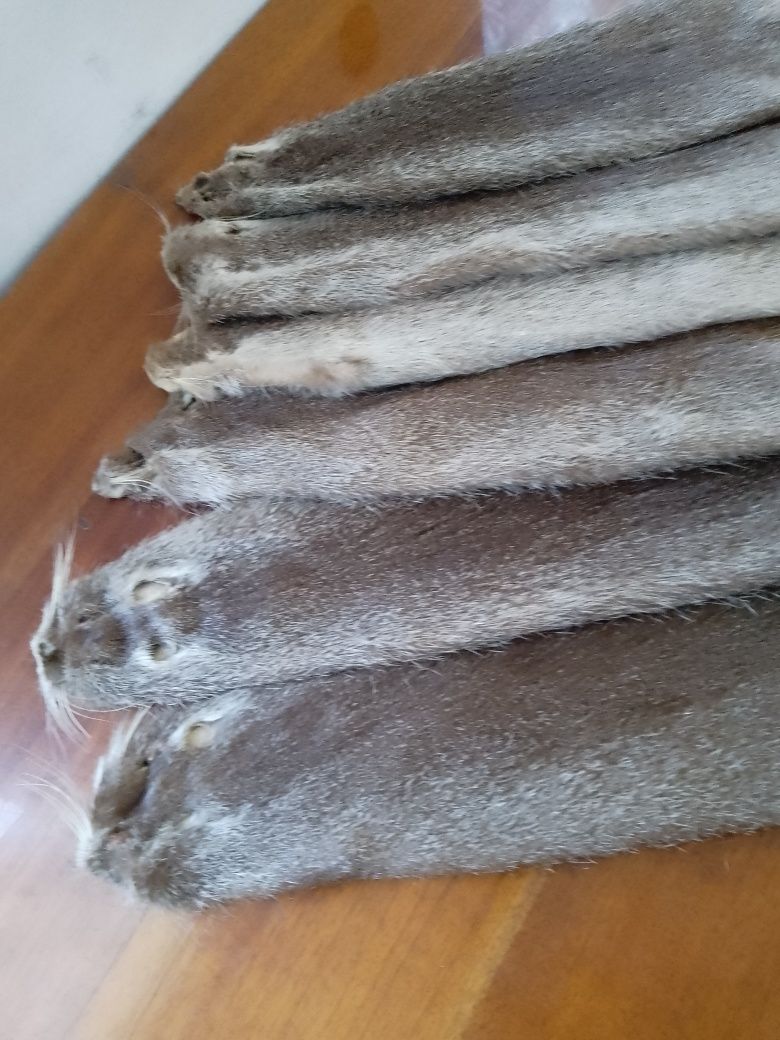 Продам шкурки нутрии