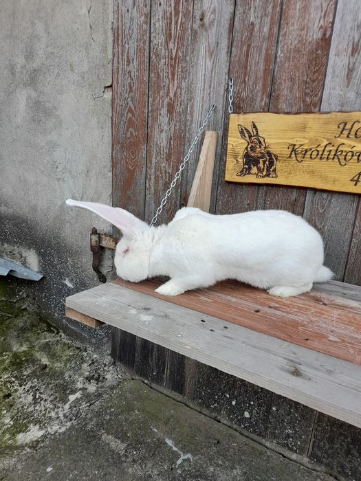 Króliki belgijskie białe