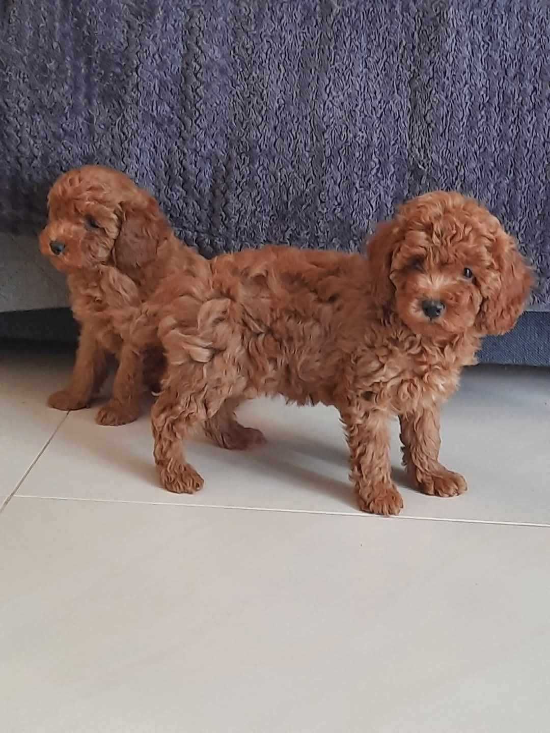 Pudel toy  suczka Red Karinka