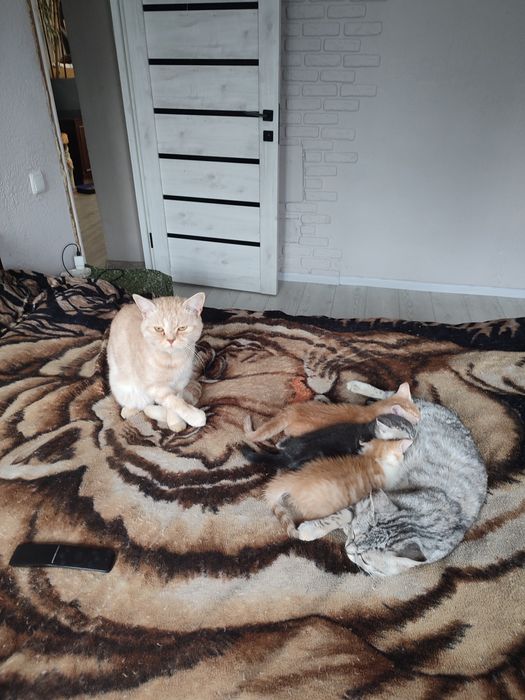 Продам котят породи прямовухой шотланки котиш страйк