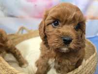 Cavapoo śliczny szczeniak