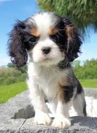 Cavalier King Charles Spaniel Suczka