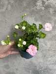 Pink Astrid,  Rosalinda розебудні пеларгонія, розебудная , розебудна