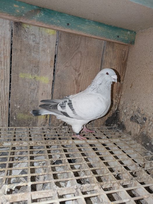 Samiec Samce Standard Standardy