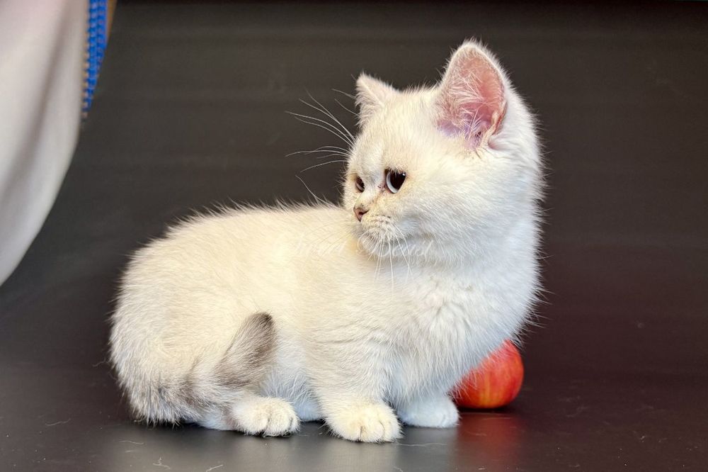 Кошенята породи манчкін, з коротенькими лапками