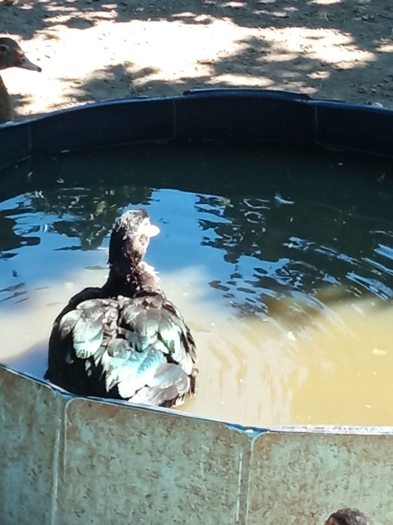 Patos mudos adultos