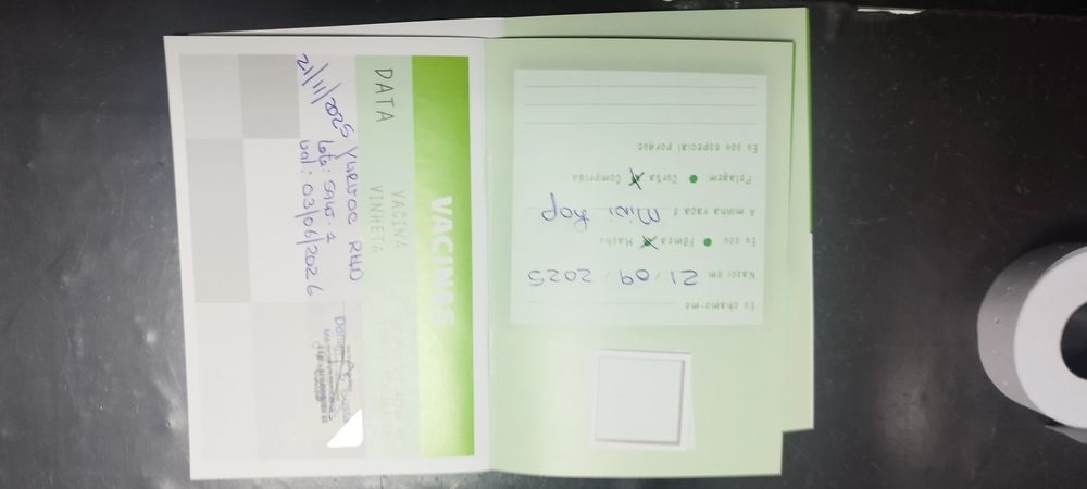 Coelho mini lop 2 meses