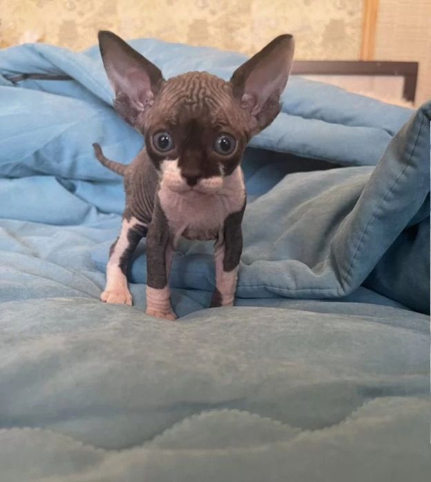 Шикарные девочки канадский сфинкс