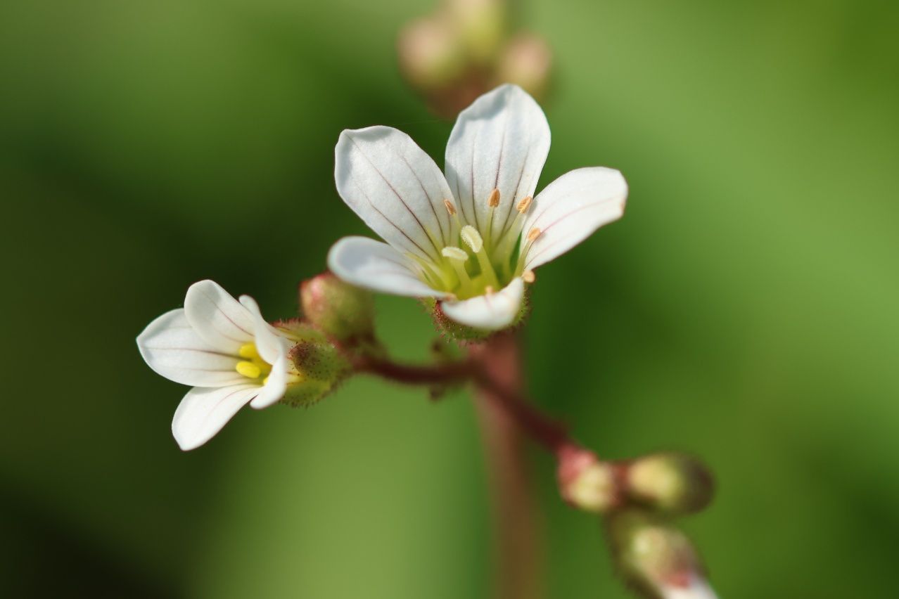 Sigma 105 mm f2.8 Macro DG OS Canon EF