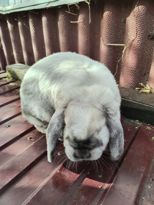 Самка французький баран