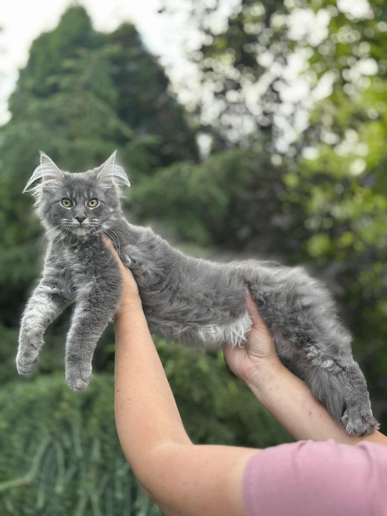 Umbrella niebieski klasyk Maine Coon. Zapraszamy
