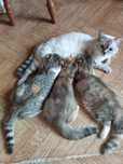 Кошечки красавицы.