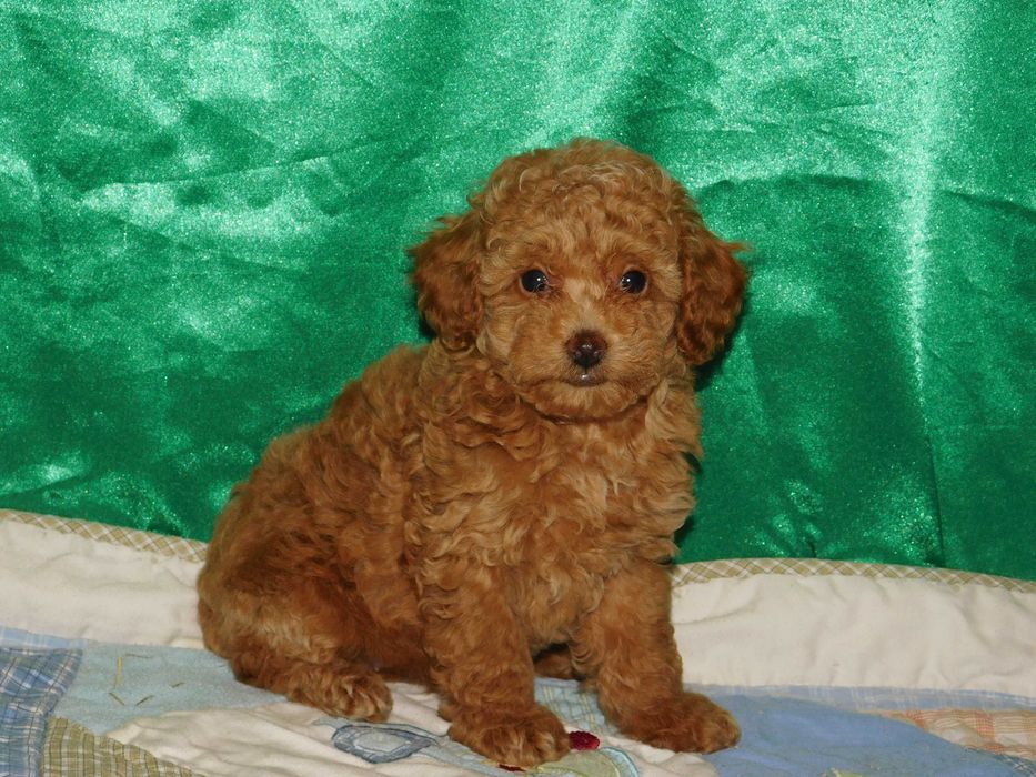 Красуня дівчинка той пудель