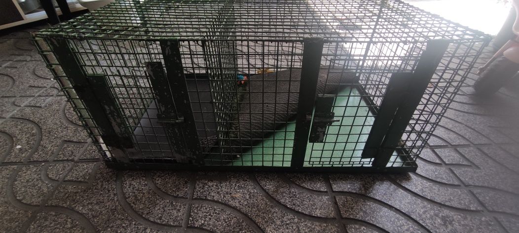 Transportador para cães