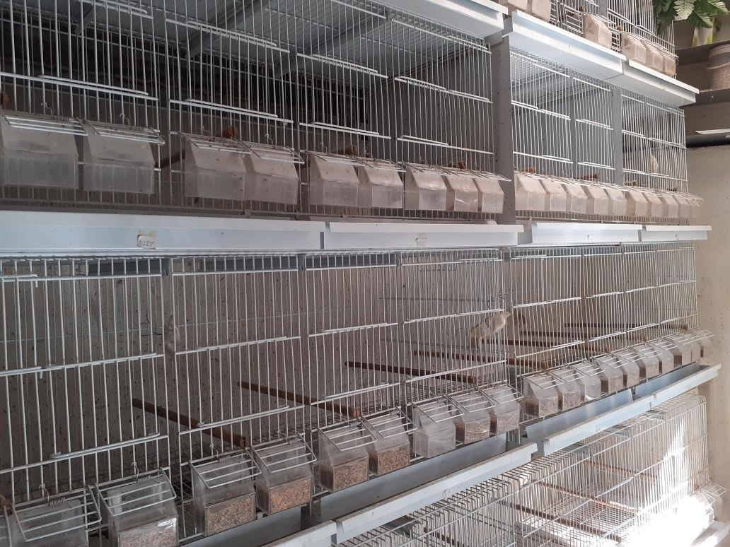 Gaiolas de 1m e de 1,2m mais uma passarinheira