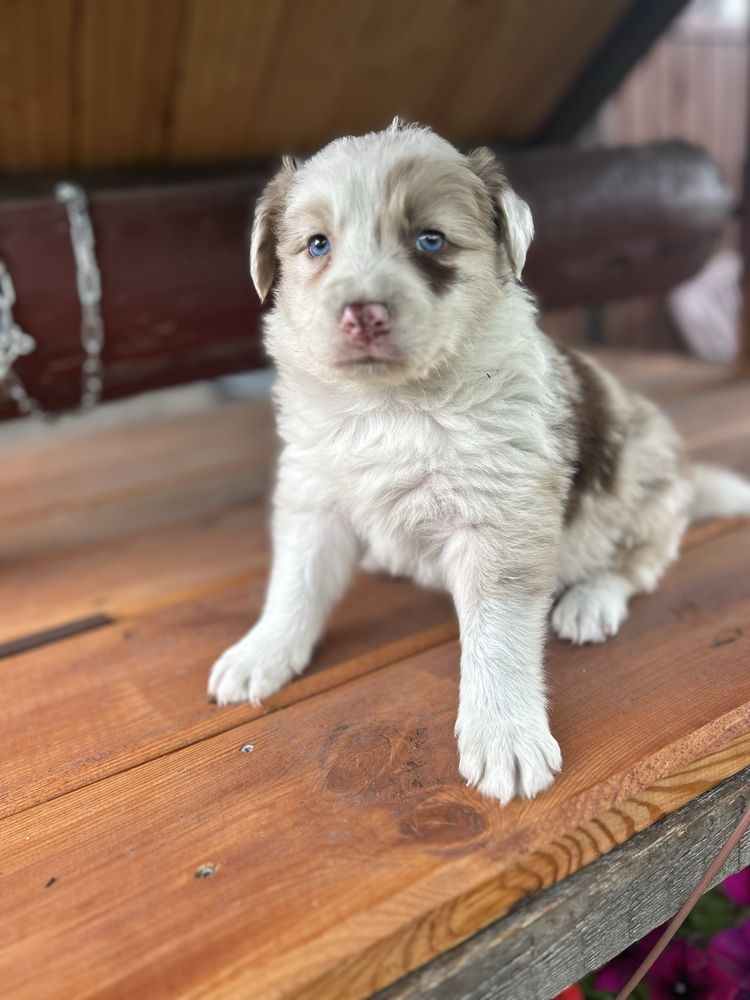 Piesek broder collie red merle