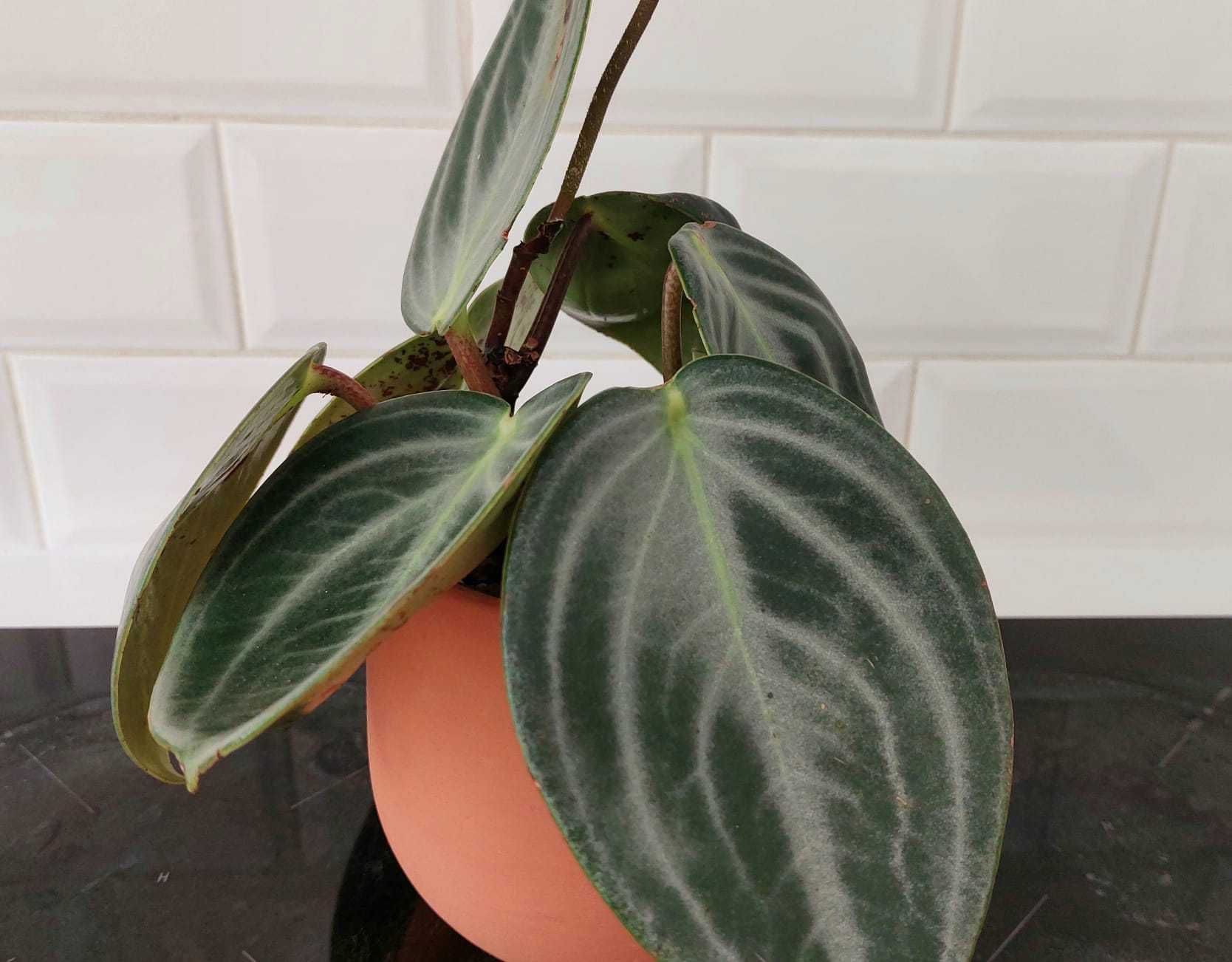 Planta Peperomia Sarcophylla