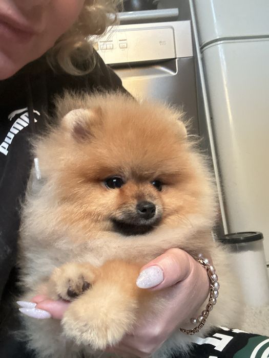 Мішка шпіц хлопчик