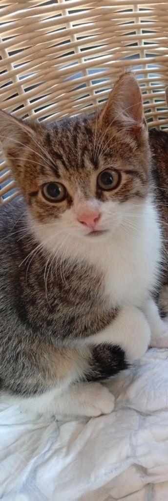 Kotek do poleca się do adopcji