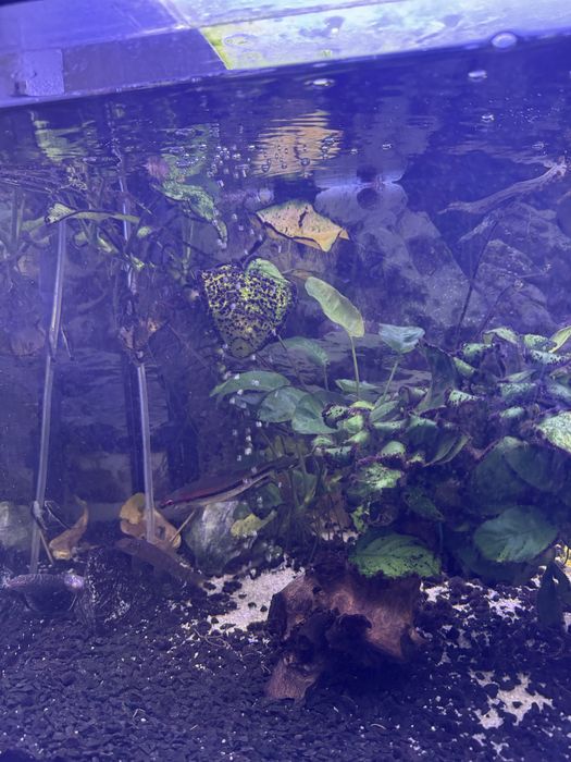 Vendo aquario a trabalhar