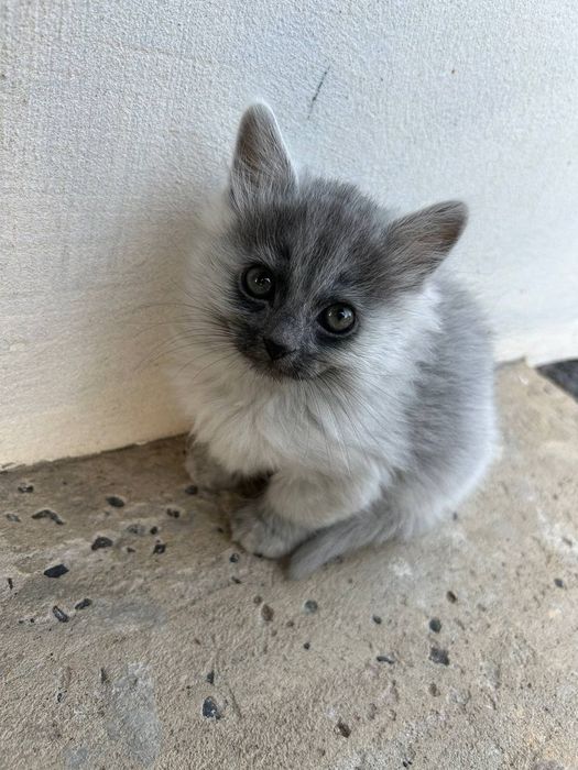 Віддам кошенят в добрі руки
