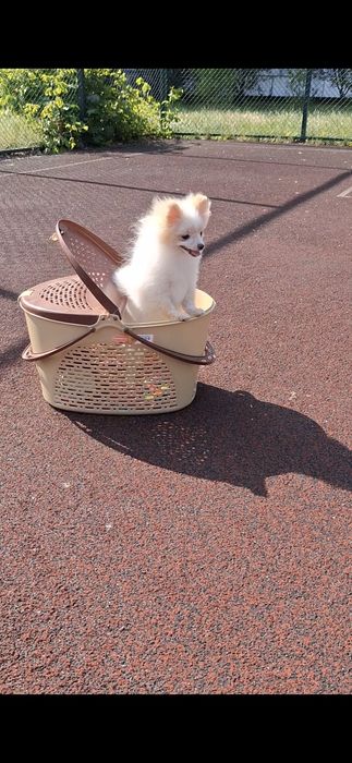 Мечтали о померашке? Супер-иини щенки ищут Семьи! Киев, КСУ. Доставка.