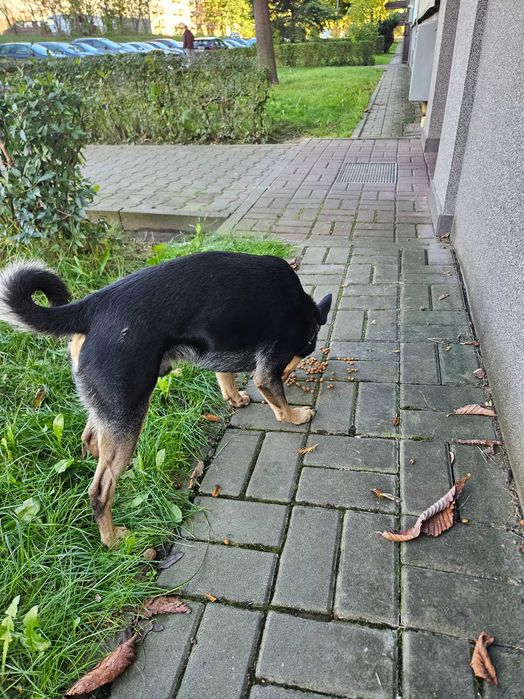 Błąkajacy się pies Dąbrowa Górnicza