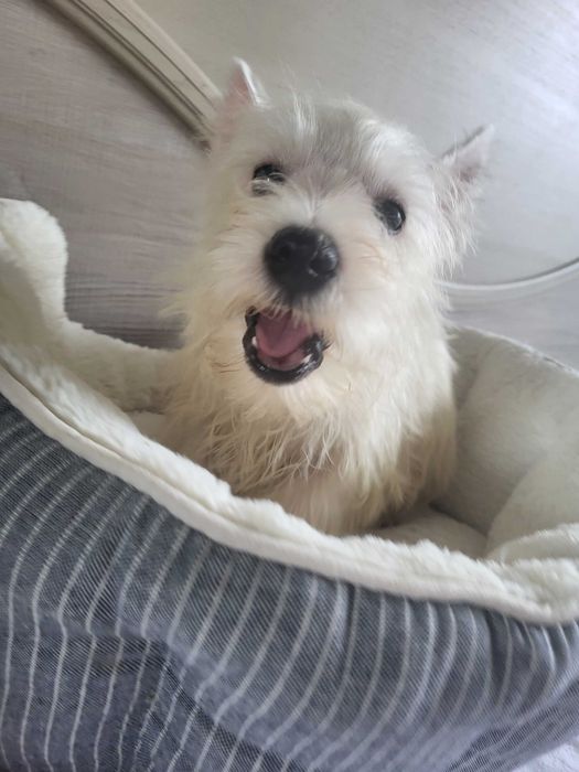 Цуценята Вест Хайленд Уайт Терьер