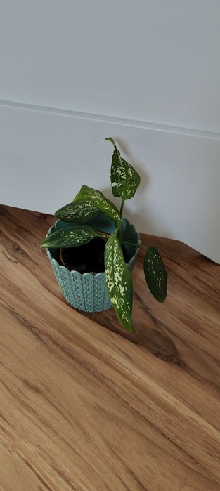 Difenbachia kwiat domowy