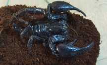 Skorpion Heterometrus spinifer