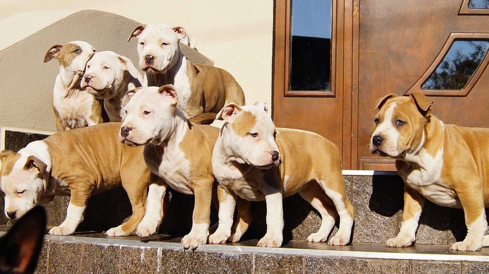Lolek, mocny samiec Amstaff,  szczeniak z rodowodem,  do odbioru